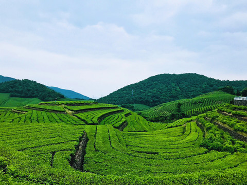 福泉山茶场