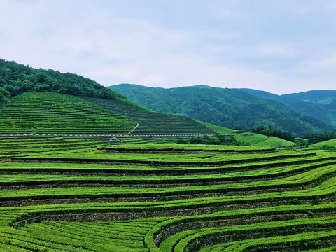 福全山茶园风光