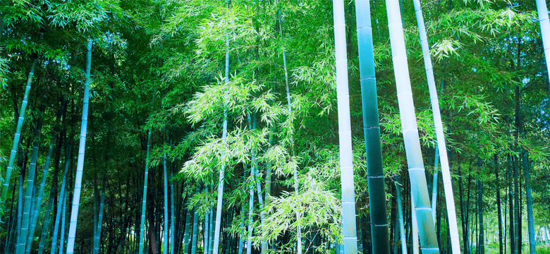 静美竹林