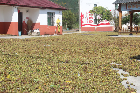 茶籽鲜果