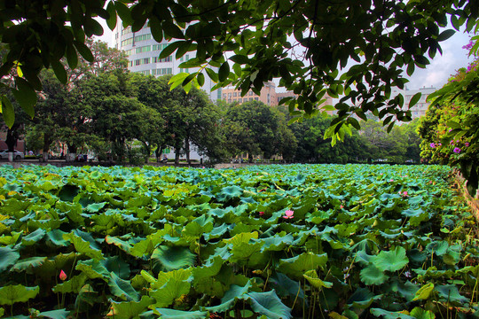 广西大学