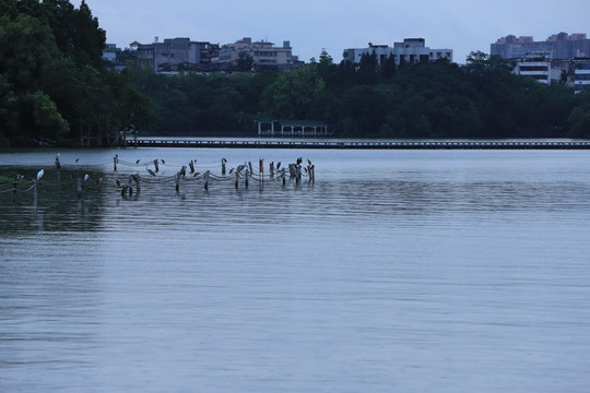 惠州西湖风景