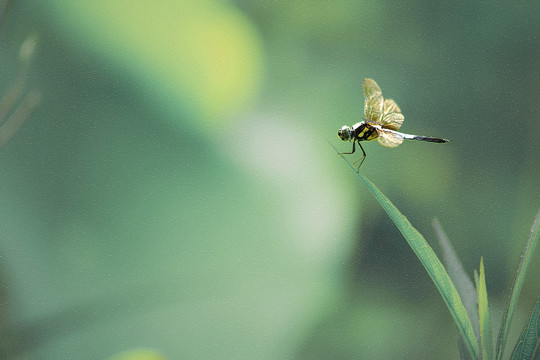 蜓蜓玉立