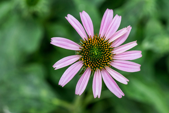 松果菊