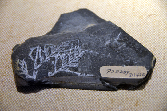 早白垩世雅致柏型枝化石
