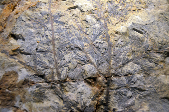 中生代松类化石