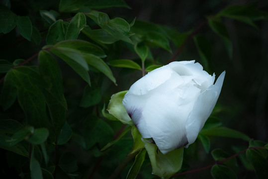 牡丹花特写照片