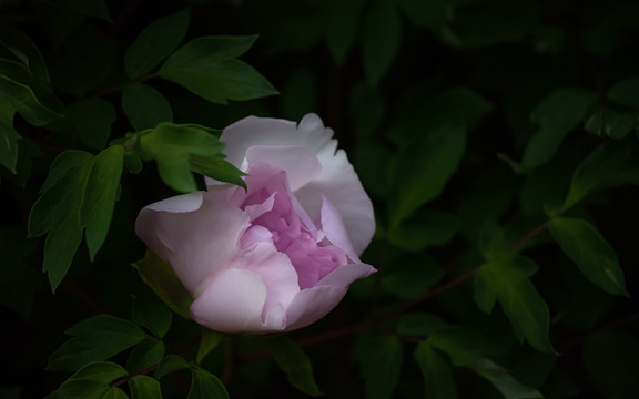 牡丹花特写照片