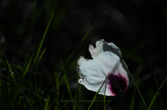 牡丹花特写照片