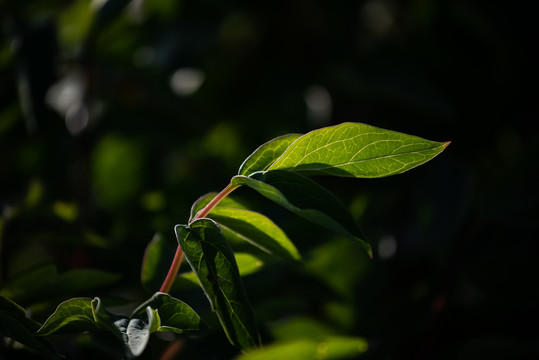 牡丹花特写照片