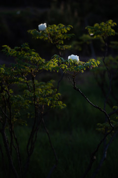 牡丹花特写照片