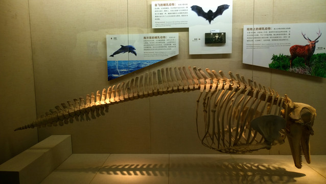 海豚骨架