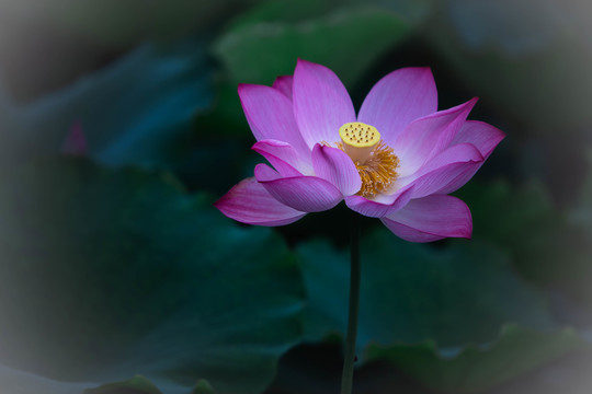 荷花
