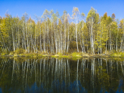 水边秋季白桦树林