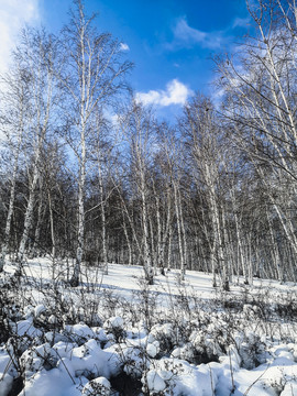 雪原雪地白桦林蓝天
