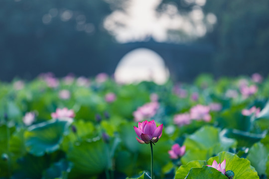 杭州曲院风荷公园荷花