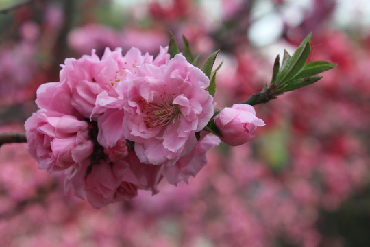 千叶桃花