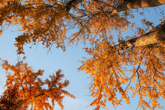 秋季蓝天映衬下金黄色的银杏树