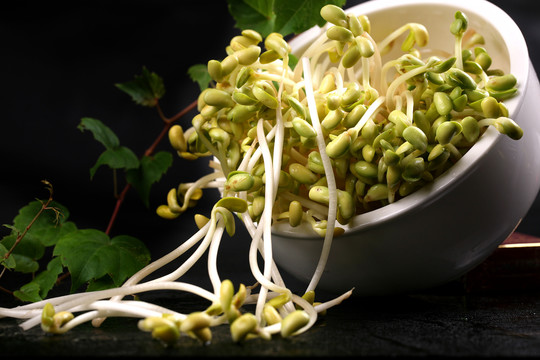 黄豆芽