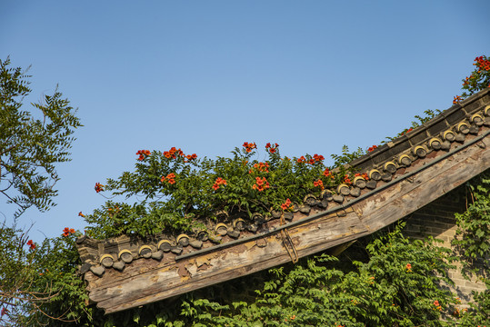 凌霄花