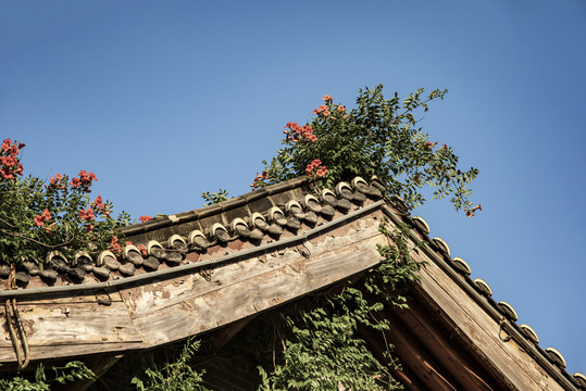 凌霄花