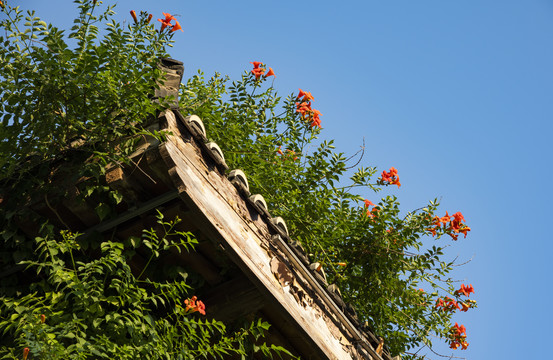 凌霄花