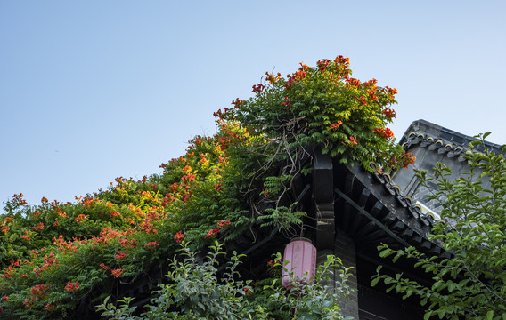 凌霄花