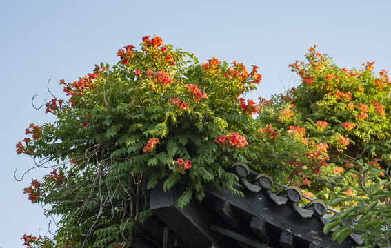 凌霄花
