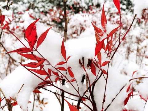 雪中南天竹