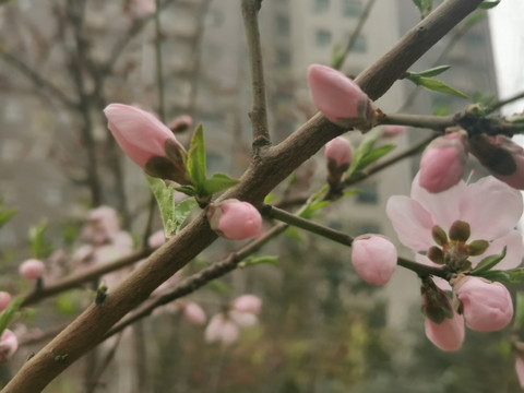 春天的桃花