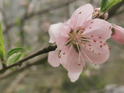 春天的桃花