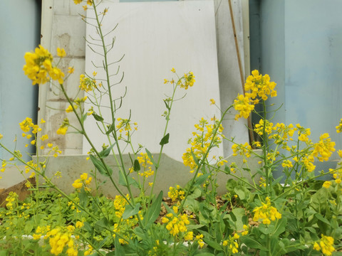 春天的油菜花