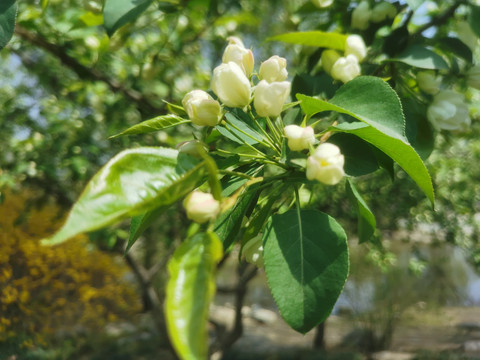 公园的小白花