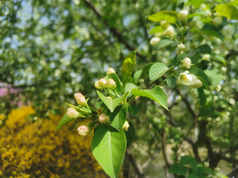 公园的小白花