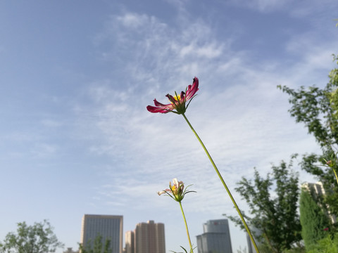 公园的格桑花