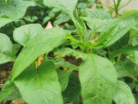 苋菜与荆芥