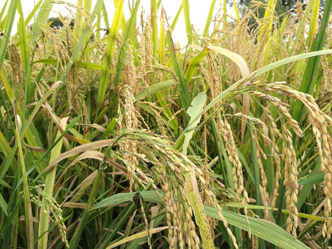 乡村收割水稻的田野