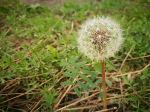 成熟的蒲公英特写