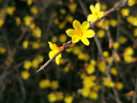 公园的迎春花