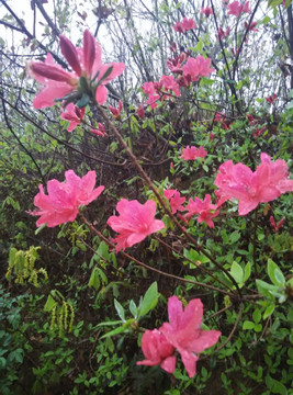 雨中杜鹃花