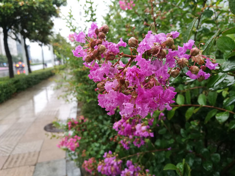 雨中紫薇花