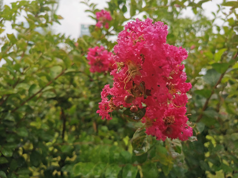 雨中紫薇花