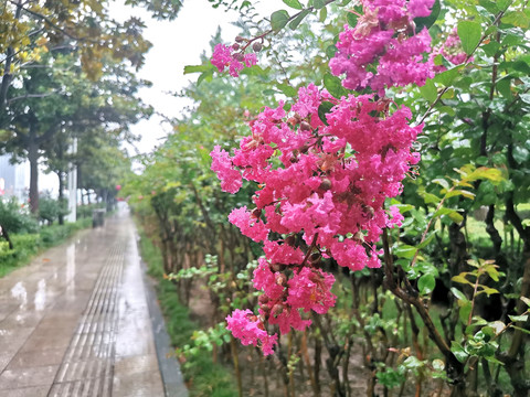 雨中紫薇花