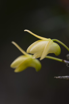 霍山石斛花