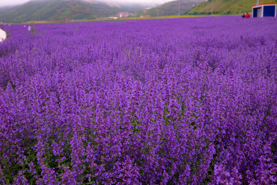 薰衣草花海