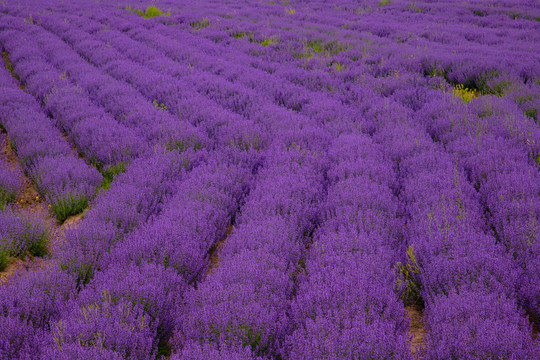 薰衣草花海