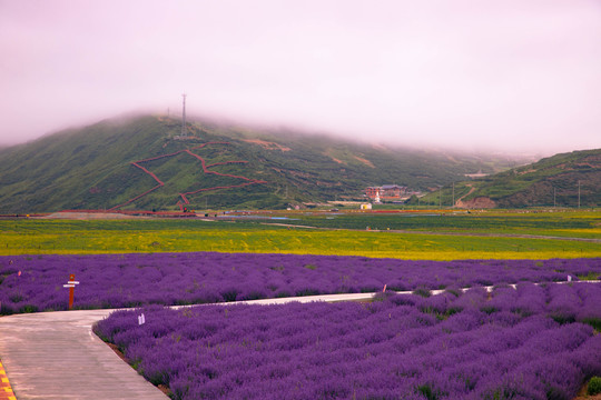 薰衣草花海