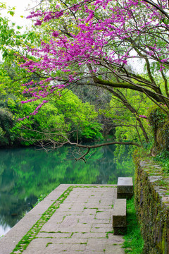 浴鹄湾春景