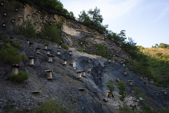 山区山崖野蜂土蜂养殖采蜜箱