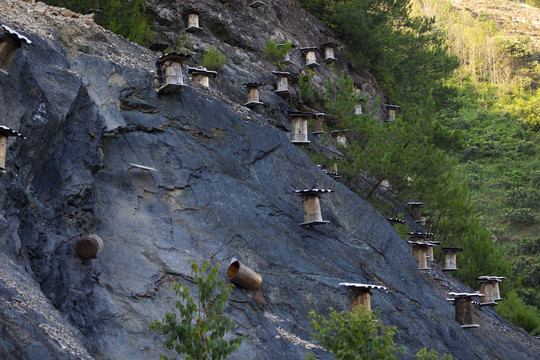 山区山崖野蜂土蜂养殖采蜜箱